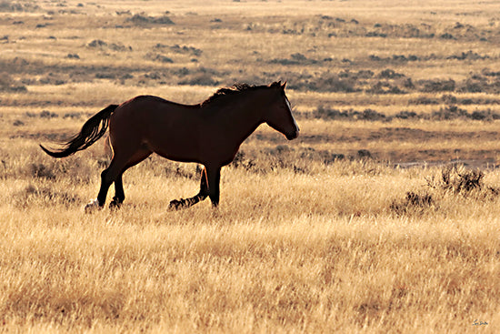 Lori Deiter LD4074 - LD4074 - The Wild Spirit - 18x12 black horse silhouette, golden prairie grass, wild horse, western landscape, sunlit field, open range, windswept mane, equestrian scene, rural plains, warm sunset tones, solitary animal, nature photography look, western ranch decor, dramatic backlit horse from Penny Lane