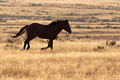 LD4074 - The Wild Spirit - 18x12