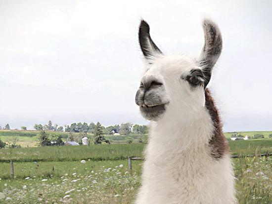 Lori Deiter LD4087 - LD4087 - Alpaca Pasture Portrait - 16x12 white llama portrait, green farm fields, fluffy animal, long ears, playful expression, rural pasture, spring countryside, farm animal close up, whimsical llama, soft painterly texture, gentle animal art, farmhouse decor, fresh greenery, pastoral background from Penny Lane