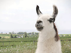 LD4087 - Alpaca Pasture Portrait - 16x12