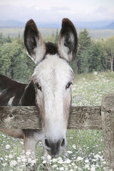 LD4088 - Curious Donkey - 12x18