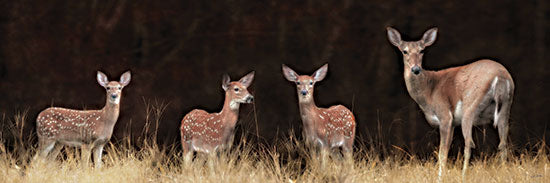 Lori Deiter LD4175 - LD4175 - Whitetail Watch - 36x12 panoramic deer family photograph, doe and fawns, spotted young deer, woodland meadow, golden grass, dark forest background, soft focus wildlife scene, natural light, neutral earthy palette, rustic cabin decor, lodge art, nature photography, horizontal wall art from Penny Lane
