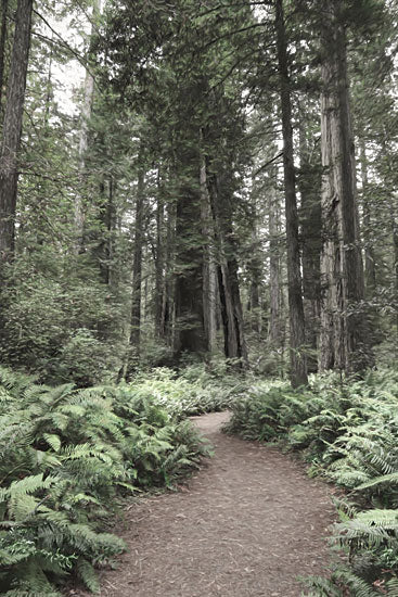 Lori Deiter LD4200 - LD4200 - Redwood Trail - 12x18 redwood forest path photograph, tall trees, woodland trail, lush ferns, green forest floor, misty natural landscape, peaceful hiking path, moody muted greens, nature photography, Pacific Northwest feeling, serene outdoor wall art from Penny Lane