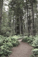 LD4200 - Redwood Trail - 12x18