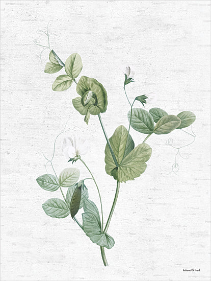 lettered & lined LET1096 - LET1096 - Botanical Trio II - 12x16 pea plant, botanical illustration, green leaves, vintage nature art from Penny Lane