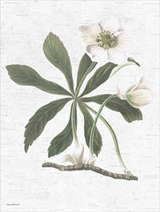 LET1099 - Botanical II - 12x16