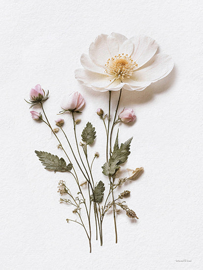 lettered & lined LET1196 - LET1196 - Pressed Flowers III - 12x16 pressed botanical flower, delicate white flower, pink buds, dried leaves, floral composition, minimalist, elegant botanical print, vintage flower art from Penny Lane