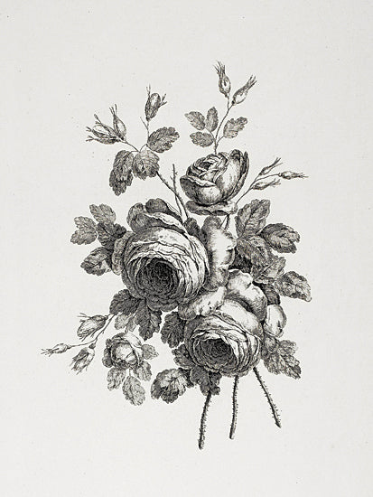 lettered & lined LET1351 - LET1351 - Floral Etching II    - 12x16 roses, black and white, vintage, botanical, illustration from Penny Lane
