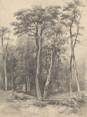 LET1358 - Vintage Tree Sketch    - 12x16