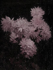 LET1386 - The Dark Bouquet   No Artist Sig - 12x16