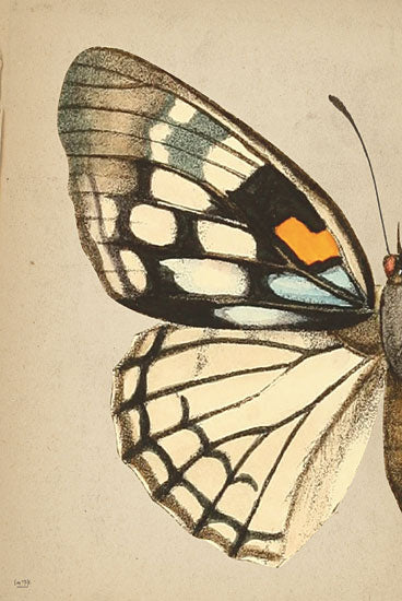 Lux + Me Designs LUX776 - LUX776 - Butterfly 1 - 12x18 butterfly, insect, symmetrical wings, nature, detailed illustration, entomology, natural history, vintage from Penny Lane
