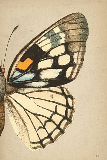 Lux + Me Designs LUX777 - LUX777 - Butterfly 2 - 12x18 butterfly, symmetrical, natural illustration, entomology, detailed wing patterns, vintage art from Penny Lane