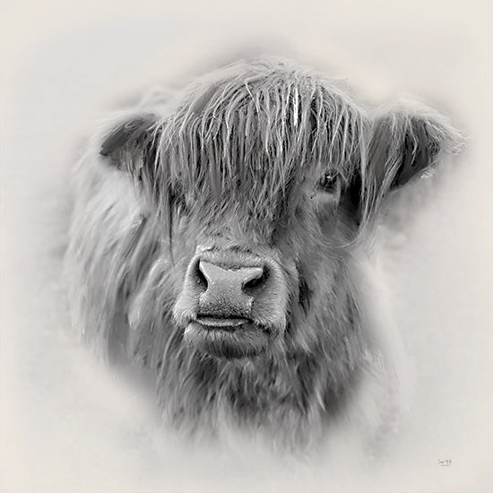 Lux + Me Designs LUX885 - LUX885 - Sunday the Highland Cow - 12x12 highland cow, monochrome, black and white photography, realistic, soft blur, animal portrait, farm life from Penny Lane