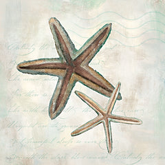 MOL2912 - Seashells III - 12x12