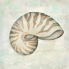 MOL2913 - Seashells IV - 12x12