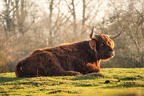 Martin Podt MPP1019 - MPP1019 - Scottish Highland - 18x12 Highland cow resting, Scottish cattle, longhorn cow in nature, farm animal portrait, brown shaggy cow from Penny Lane