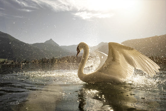 Martin Podt MPP1036 - MPP1036 - Golden Swan - 18x12 swan, lake splash, mountain background, golden light, sunrise or sunset, water droplets, grace, aquatic bird, elegance, scenic view from Penny Lane