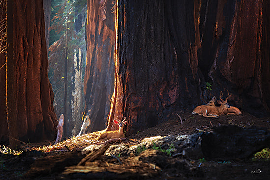 Martin Podt MPP1080 - MPP1080 - Deer at the Sequoias I - 18x12 deer resting in forest, wildlife in redwood trees, peaceful nature scene, tranquil woodland animals, natural habitat from Penny Lane