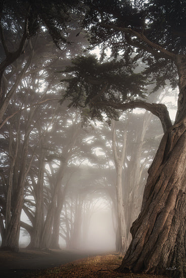 Martin Podt MPP1083 - MPP1083 - Cypress Dreams - 12x18 misty forest, foggy trees, mysterious pathway, nature, moody atmosphere, dark green hues, towering trees from Penny Lane