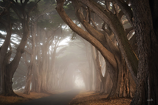 Martin Podt MPP1084 - MPP1084 - The Rugged Ones - 18x12 forest pathway, misty morning, ancient trees, nature scene, fog, peaceful scenery, earthy tones from Penny Lane