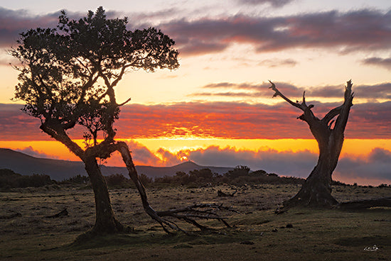 Martin Podt MPP1094 - MPP1094 - Fanal on Fire (Portugal) - 18x12 dramatic sunset silhouette trees, orange sky landscape, twilight horizon, nature sunset scene, peaceful countryside dusk from Penny Lane