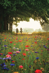 MPP1096 - Bike Ride Among the Wildflowers - 12x18