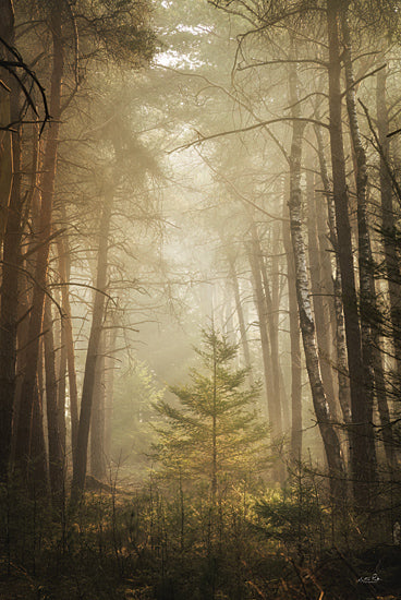 Martin Podt MPP1098 - MPP1098 - The Little Things - 12x18 dense forest, misty morning, golden sunlight, peaceful nature, young tree, ethereal glow from Penny Lane