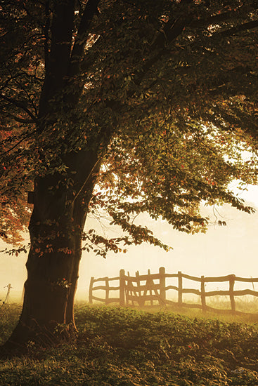 Martin Podt MPP1118 - MPP1118 - Show Grace and Slow the Pace - 12x18 misty sunrise, large tree, rustic fence, golden light, country landscape, autumn leaves, inspirational quote, peaceful morning, pastoral scene, sunlit branches, farmhouse style, tranquil countryside, foggy field, warm glow, graceful living, slow living, nature wall art, tree silhouette, serene rural setting, decorative typography from Penny Lane