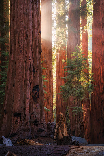Martin Podt MPP1122 - MPP1122 - Sunrays at the Sequoias - 12x18 redwood grove, giant trees, forest sunlight, sequoia trunks, warm morning light, towering forest, woodland cathedral, sunlit redwoods, peaceful wilderness, vertical landscape, majestic trees, forest interior, natural grandeur, serene woods, earthy tones, California forest, nature photography, quiet retreat, old growth forest, scenic trunks from Penny Lane
