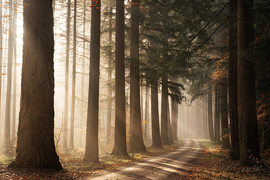 Martin Podt MPP1137 - MPP1137 - Morning Sun Beam - 18x12 forest path, misty morning, tall trees, autumn leaves, golden sunlight, tranquil nature, scenic woodland, peaceful walk, soft light, shadows on path from Penny Lane