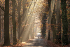 MPP1138 - Autumn Spotlight - 18x12