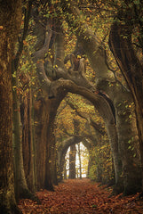 MPP1139 - Tree Tunnel - 12x18