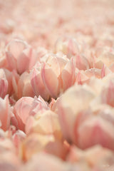 MPP1152 - Pink Petals - 12x18