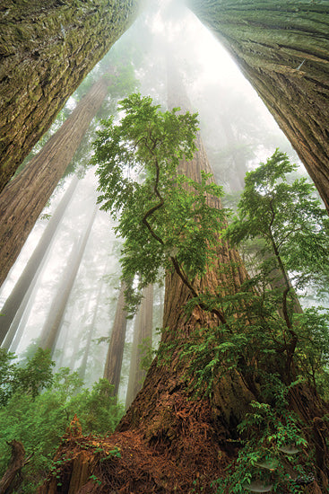 Martin Podt MPP1155 - MPP1155 - Cathedral of Nature - 12x18 towering redwoods, ancient trees, misty forest, lush green leaves, foggy atmosphere, forest sanctuary, deep woods, serene environment, natural beauty, towering trunks from Penny Lane