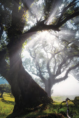 MPP1156 - Bending Rays - 12x18