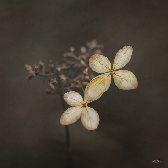 Martin Podt MPP1161 - MPP1161 - Side by Side - 12x12 dried hydrangea flower macro, delicate botanical detail, neutral floral photography, minimalist botanical composition from Penny Lane