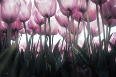 MPP1164 - Uplifting - 18x12