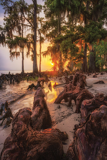 Martin Podt MPP1167 - MPP1167 - Last Light - 12x18 cypress trees at sunset, glowing horizon, swamp shoreline, tree roots, Spanish moss, golden hour, coastal forest from Penny Lane