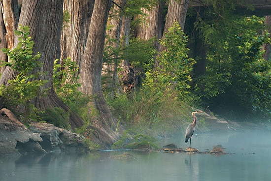 Martin Podt MPP1172 - MPP1172 - Morning Glory - 18x12 great blue heron, misty river, cypress trees, waterside bird, tranquil wetland, wildlife scene, foggy morning, serene nature, standing heron, calm water, southern landscape, woodland riverbank, bird photography, peaceful marsh, aquatic habitat, soft light, natural refuge, atmospheric scenery, avian wall art, riverside wilderness from Penny Lane