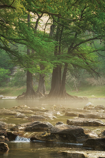 Martin Podt MPP1173 - MPP1173 - Standing Strong - 12x18 cypress trees, rocky river, misty water, riverside landscape, tranquil nature, green woodland, flowing stream, soft haze, peaceful outdoors, rooted trees, natural serenity, scenic riverbank, vertical landscape, forest by water, earthy tones, hill country atmosphere, meditative art, nature photography, quiet stream, lodge style scenery from Penny Lane