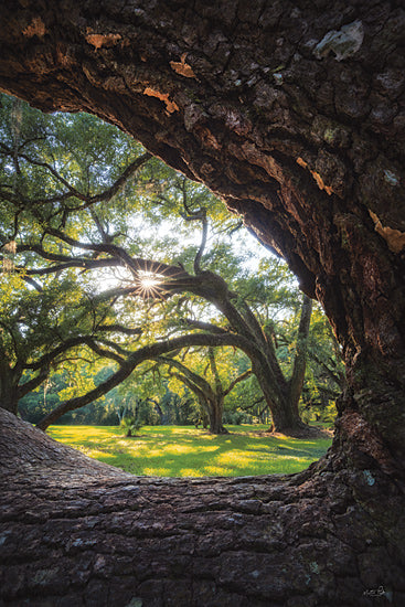 Martin Podt MPP1175 - MPP1175 - Live Oak Lace - 12x18 ancient oak trees, sunburst through branches, natural arch, old forest, lush grass, peaceful park, dappled sunlight, scenic woodland, historic trees, shaded area from Penny Lane