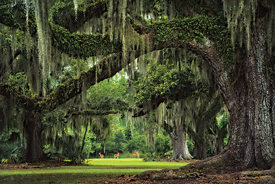 Martin Podt MPP1176 - MPP1176 - Deer Among the Moss I - 18x12 oak trees with hanging moss, deep green forest, tranquil park, deer grazing, shaded meadow, old growth trees, peaceful sanctuary, dreamy landscape, lush environment from Penny Lane