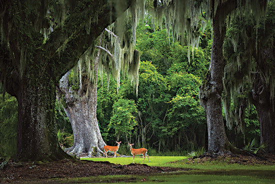 Martin Podt MPP1177 - MPP1177 - Deer Among the Moss II - 18x12 lush greenery, oak trees, Spanish moss, deer, wildlife, forest scene, nature photography, deep green foliage from Penny Lane