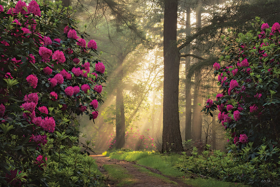 Martin Podt MPP1186 - MPP1186 - Enchanted Path I - 18x12 forest path, rhododendrons, blooming flowers, sun rays, golden morning light, misty forest, enchanted woods, vibrant nature from Penny Lane