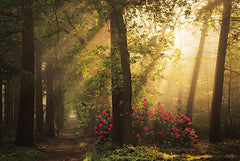 MPP1187 - Fairytale Lane - 18x12