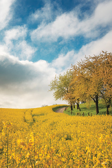 Martin Podt MPP1191 - MPP1191 - Rapeseed Road - 12x18 rolling hills, mustard fields, scenic countryside, yellow wildflowers, blue sky, vibrant landscape, warm tones from Penny Lane