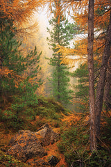 MPP1225 - Gold and Greens of Autumn - 12x18