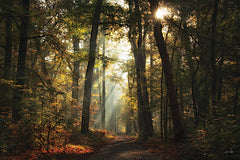 MPP1234 - Sunlit Path - 18x12