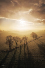 MPP1258 - Trees at Peace - 12x18