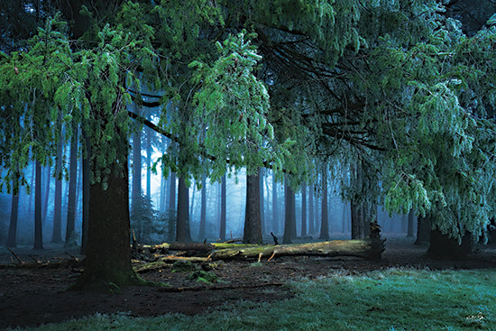 Martin Podt MPP1260 - MPP1260 - Dark Forest - 18x12 blue mist forest clearing, evergreen trees fog, tranquil woodland atmosphere from Penny Lane